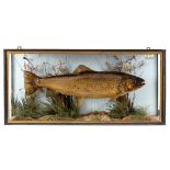 CASED BROWN TROUT - R MELLS, 1898 a brown trout in a glazed and wooden case, with a label inside