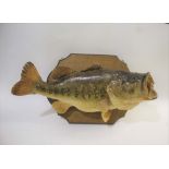 A LARGE MOUNTED FISH - LARGEMOUTH BASS a Largemouth Bass, mounted on a wooden shield. Marked on