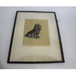 CECIL ALDIN (1870-1935) SIGNED ETCHING - 'A MOST POPULAR GENTLEMAN' an etching of a Spaniel,