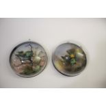 PAIR OF CASED BIRDS - JAMES GARDNER a pair of dome top circular glass cases with wooden bases,