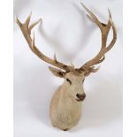 LARGE STAGS HEAD a large 12 point Stag's head, with a wooden and hessian backboard. Antlers 101cms