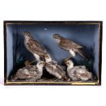 CASED SPARROW HAWKS & CHICKS a large case containing 2 Sparrow Hawks and 3 chicks, with a painted