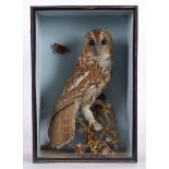 CASED TAWNY OWL a Tawny Owl mounted on a branch, also mounted with a Butterfly in the background and