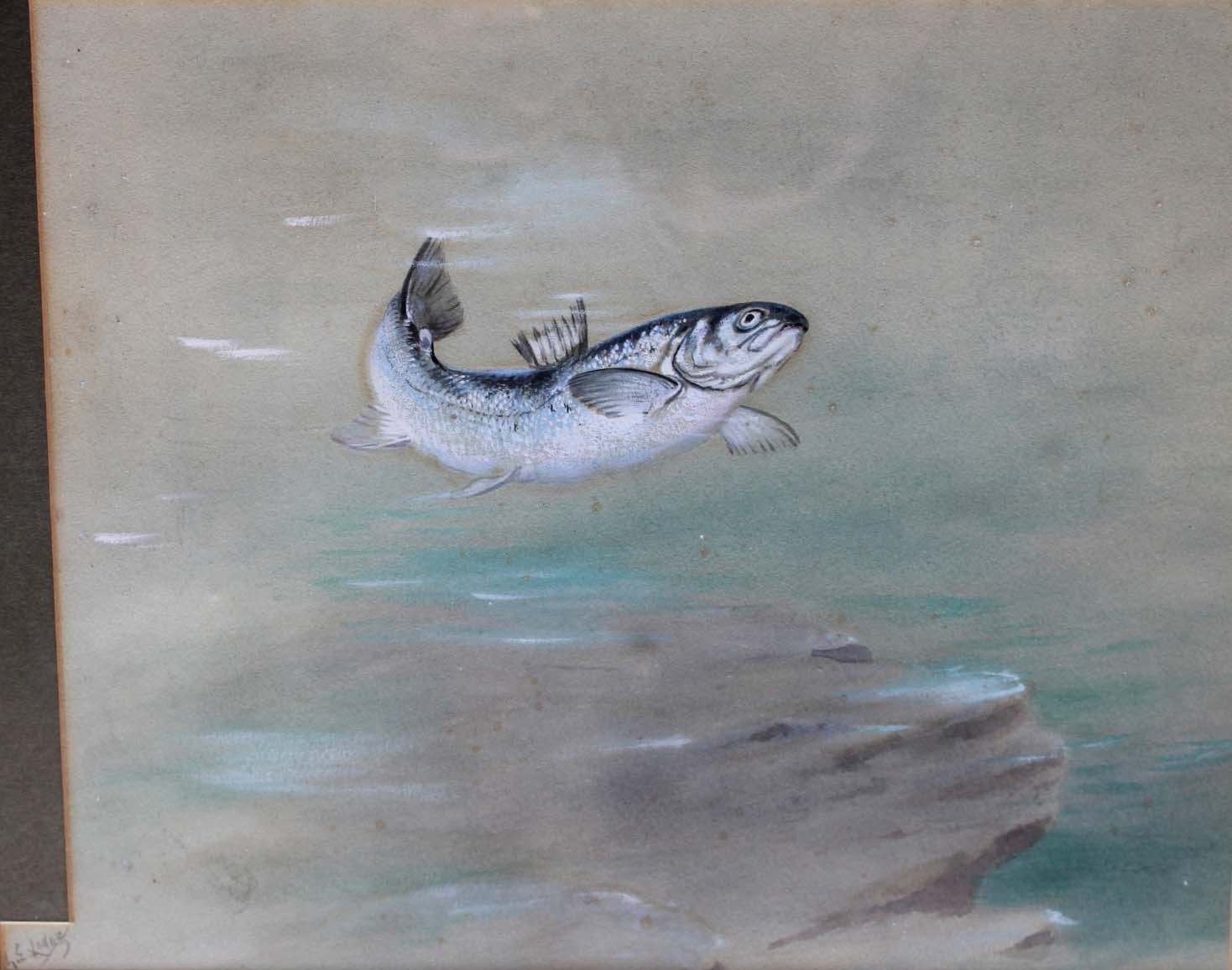•GEORGE EDWARD LODGE A LEAPING SALMON Signed, watercolour and bodycolour 22.5 x 27cm approx.