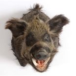 MOUNTED WILD BOAR'S HEAD a large Boar's head, with a wooden and hessian backboard. With a label