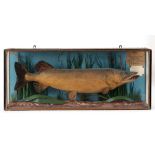 RARE CASED PIKE - J COOPER, , 1857 a cased pike with a label for J Cooper, Radner St, St Lukes, with