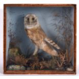 CASED BARN OWL a Barn Owl mounted in a naturalistic background and painted background, and in a