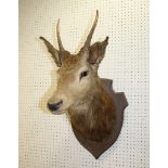 MOUNTED DEER HEAD the large head mounted on a wooden shield. Shield 44cms high