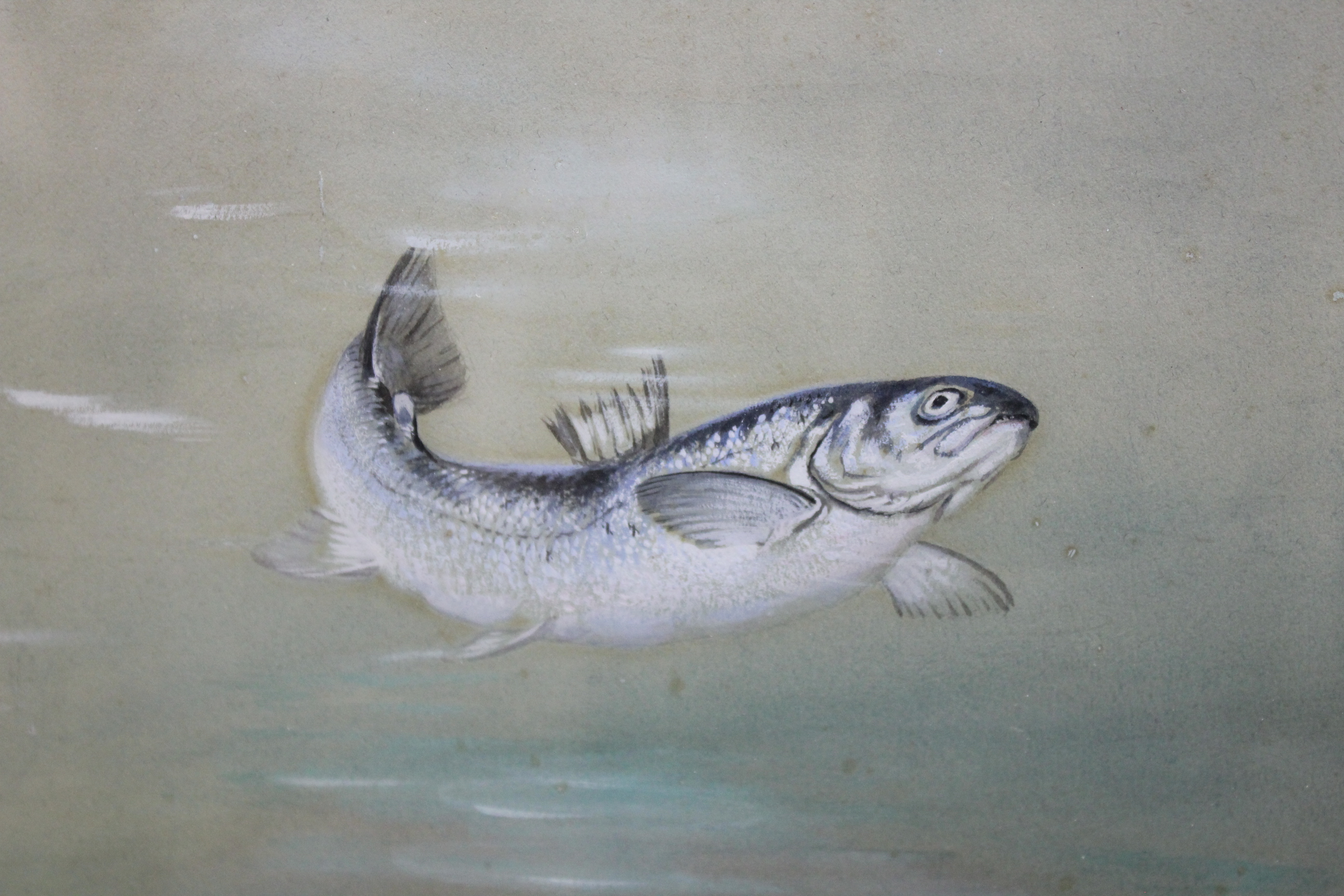 •GEORGE EDWARD LODGE A LEAPING SALMON Signed, watercolour and bodycolour 22.5 x 27cm approx. - Image 7 of 11