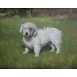 •H** HARRIS (20th Century) A SEALYHAM TERRIER Signed, oil on canvas 39 x 49.5cm. ++ Good condition