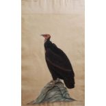 COMPANY SCHOOL, 19th CENTURY VULTURE Inscribed in pencil This Vulture does not conform/ to any one