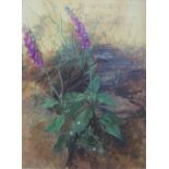 •CAROLYN SERGEANT (b.1937) FOX GLOVES Signed with initials and dated 91, oil on board 38 x 28cm.