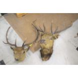 STAGS HEADS 2 Stag's heads, both mounted with wooden backboards. (2)