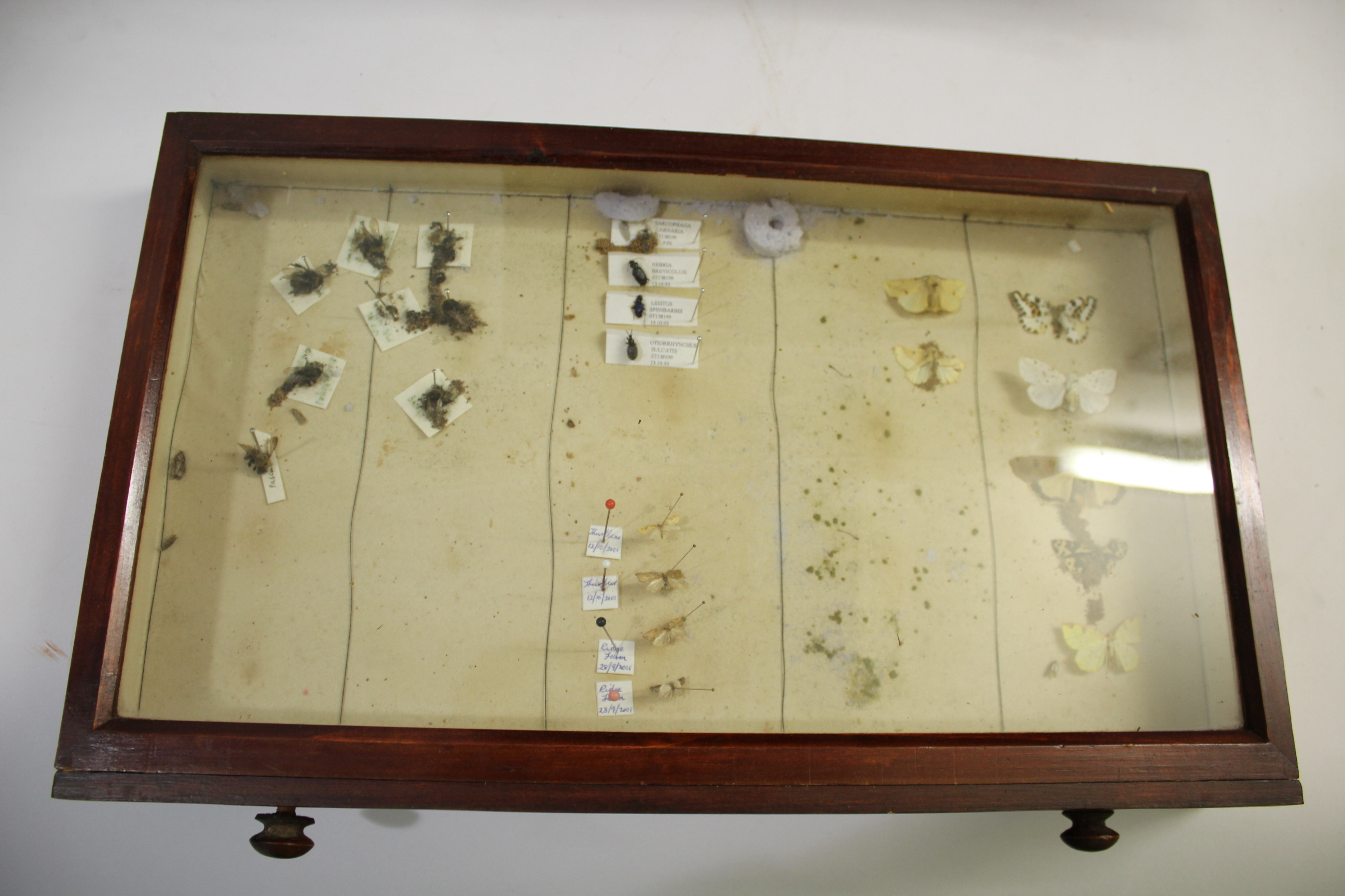 COLLECTORS CABINET & BUTTERFLIES a 8 drawer pine cabinet with various Butterfly and Moth speciemens, - Image 6 of 8