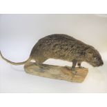 MOUNTED COYPU a Coypu, mounted on a naturalistic tree branch. 76cms long *A Coypu is a large