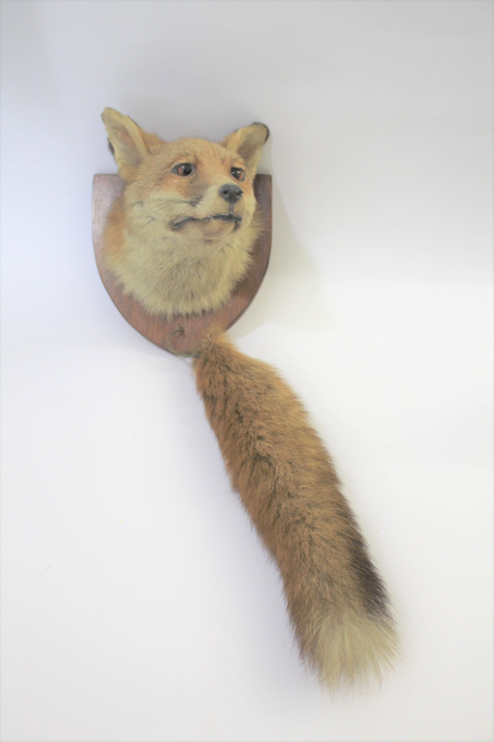 FOX MASK & BRUSH a Fox head mounted on a mahogany shield, and with the brush attached.