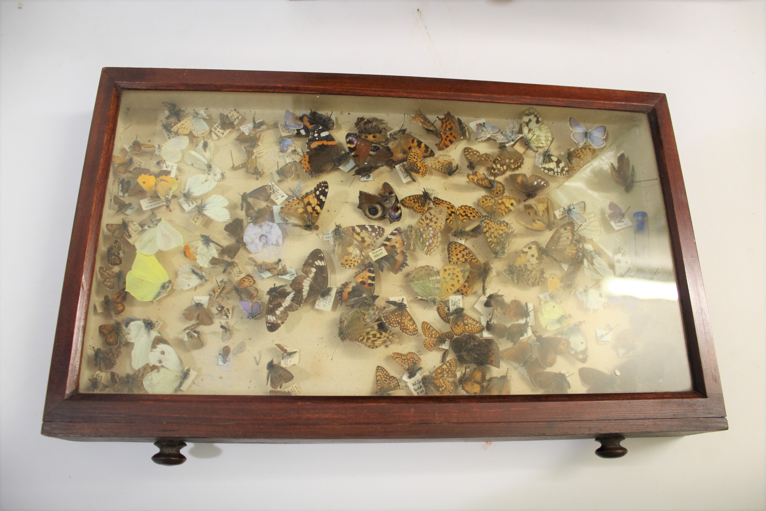 COLLECTORS CABINET & BUTTERFLIES a 8 drawer pine cabinet with various Butterfly and Moth speciemens, - Image 8 of 8