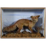 CASED RED FOX mounted in a naturalistic background and in a glazed and wooden case. Case 86cms
