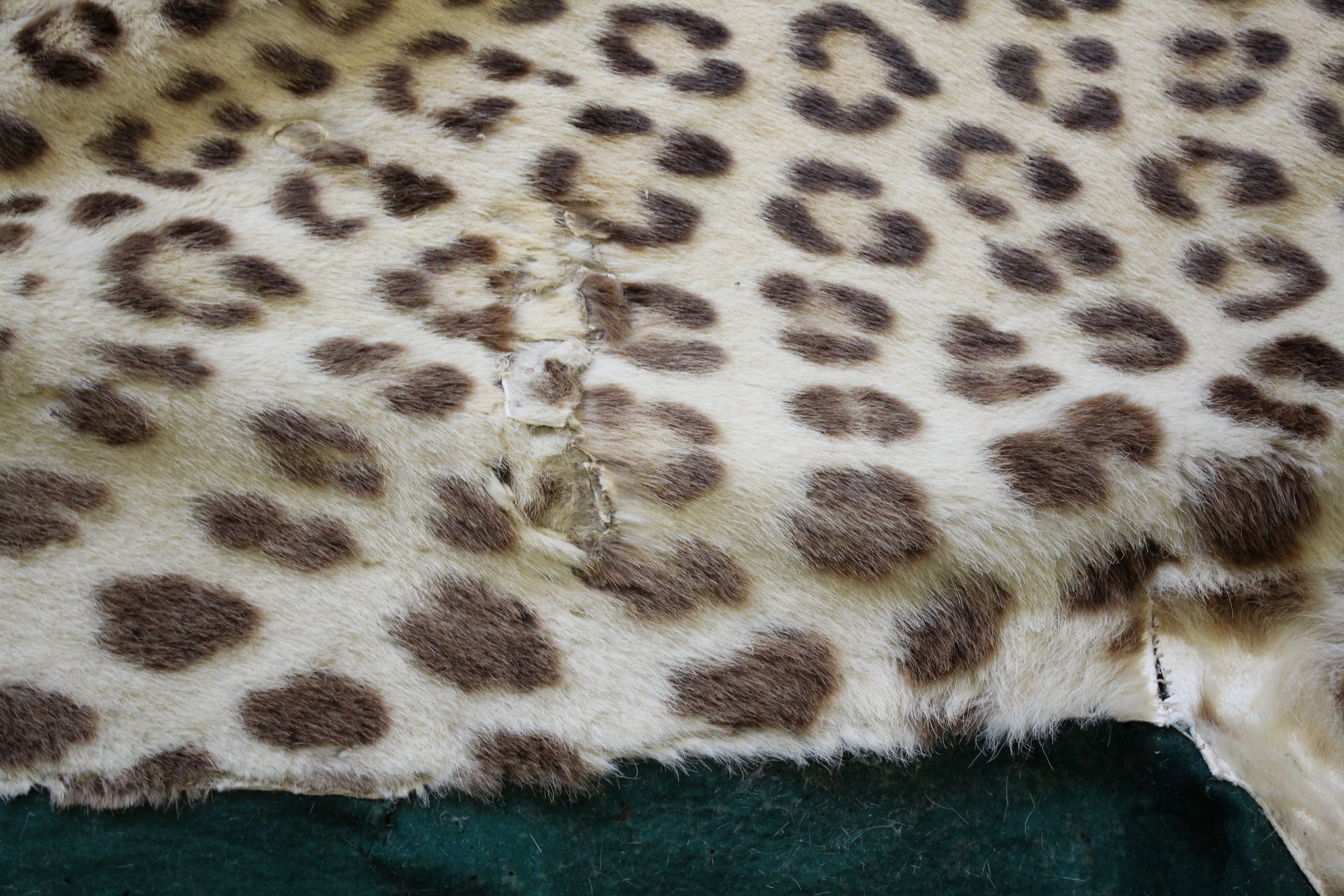 LEOPARD SKIN RUG a Leopard skin rug mounted on a material backing, some damages 247cms long. *This - Image 7 of 11