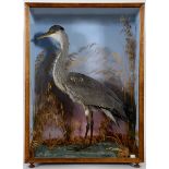CASED GREY HERON a standing Grey Heron, mounted in a naturalistic background and in a glazed and