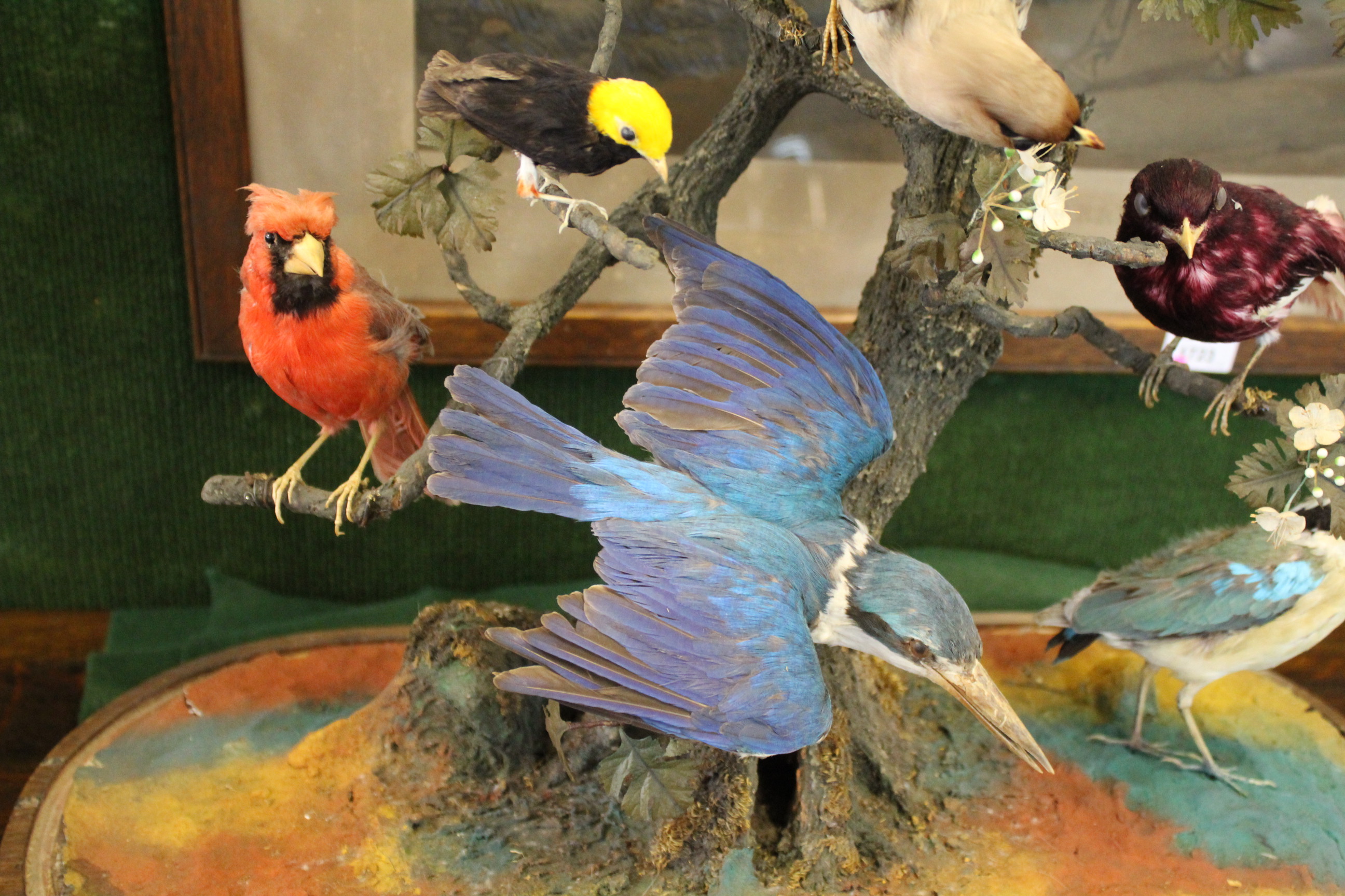 BIRD DIORAMA - GLASS DOME a diorama of various exotic birds mounted on a simulated tree branch. With - Image 15 of 15