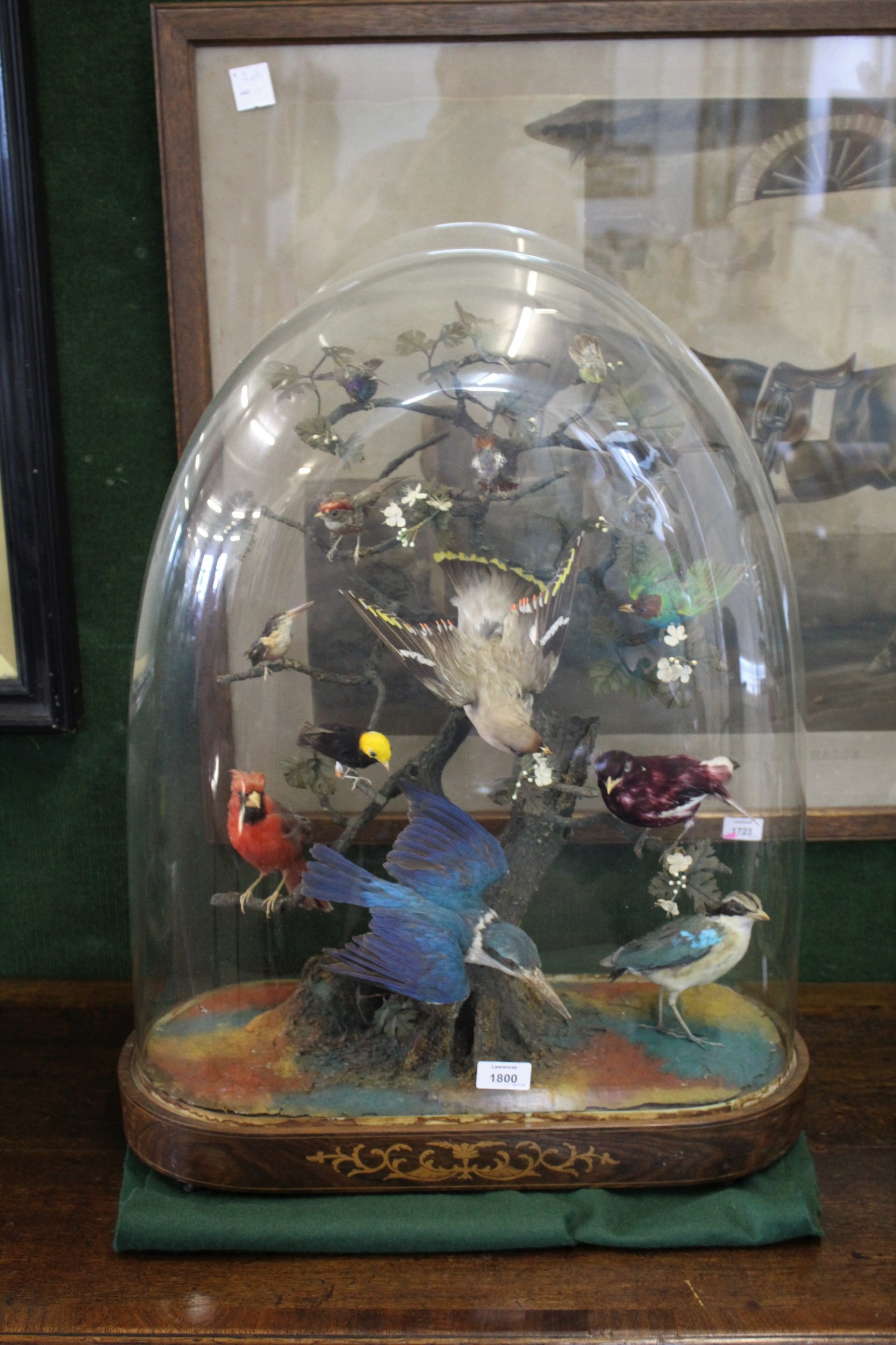 BIRD DIORAMA - GLASS DOME a diorama of various exotic birds mounted on a simulated tree branch. With - Image 13 of 15