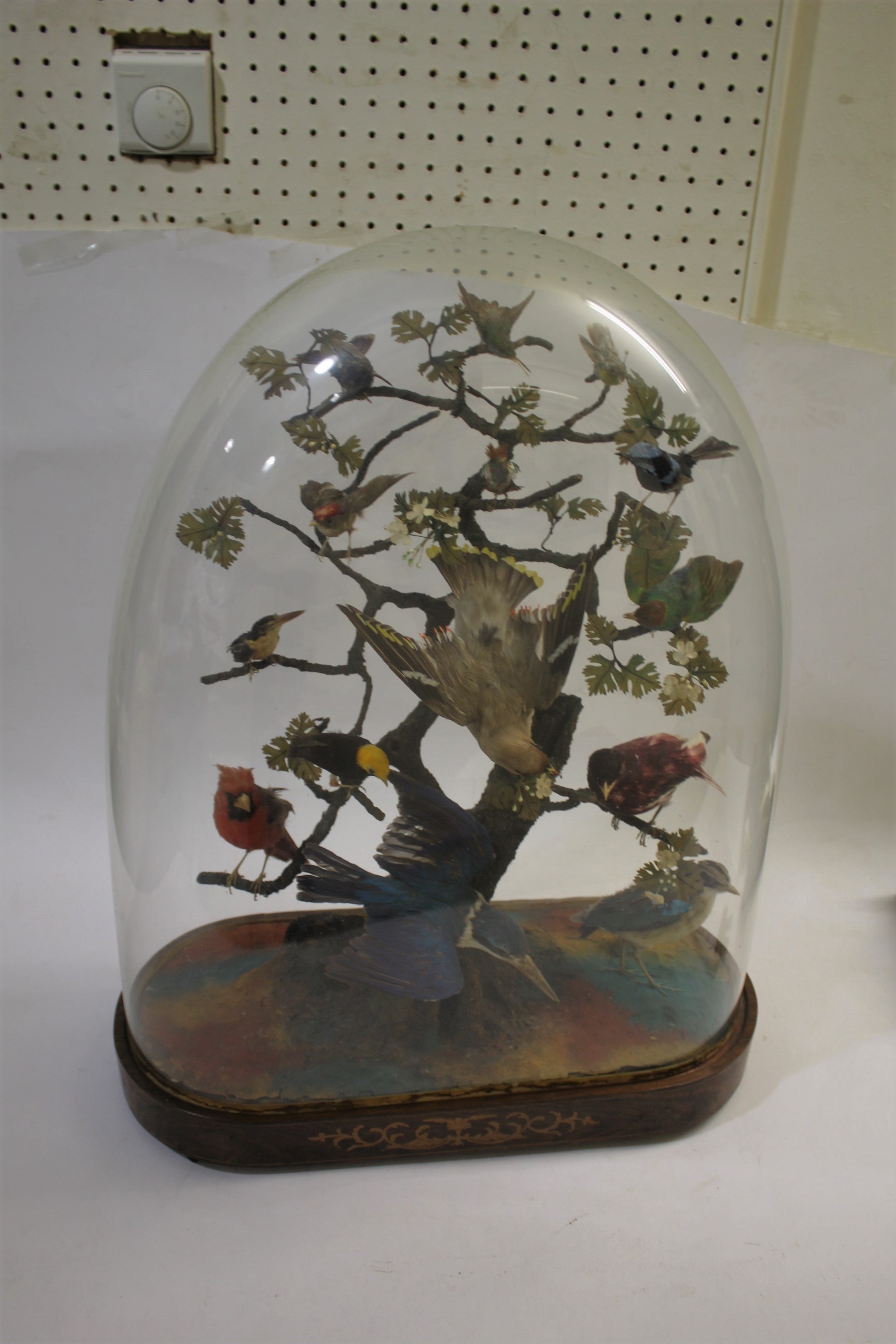 BIRD DIORAMA - GLASS DOME a diorama of various exotic birds mounted on a simulated tree branch. With - Image 2 of 15