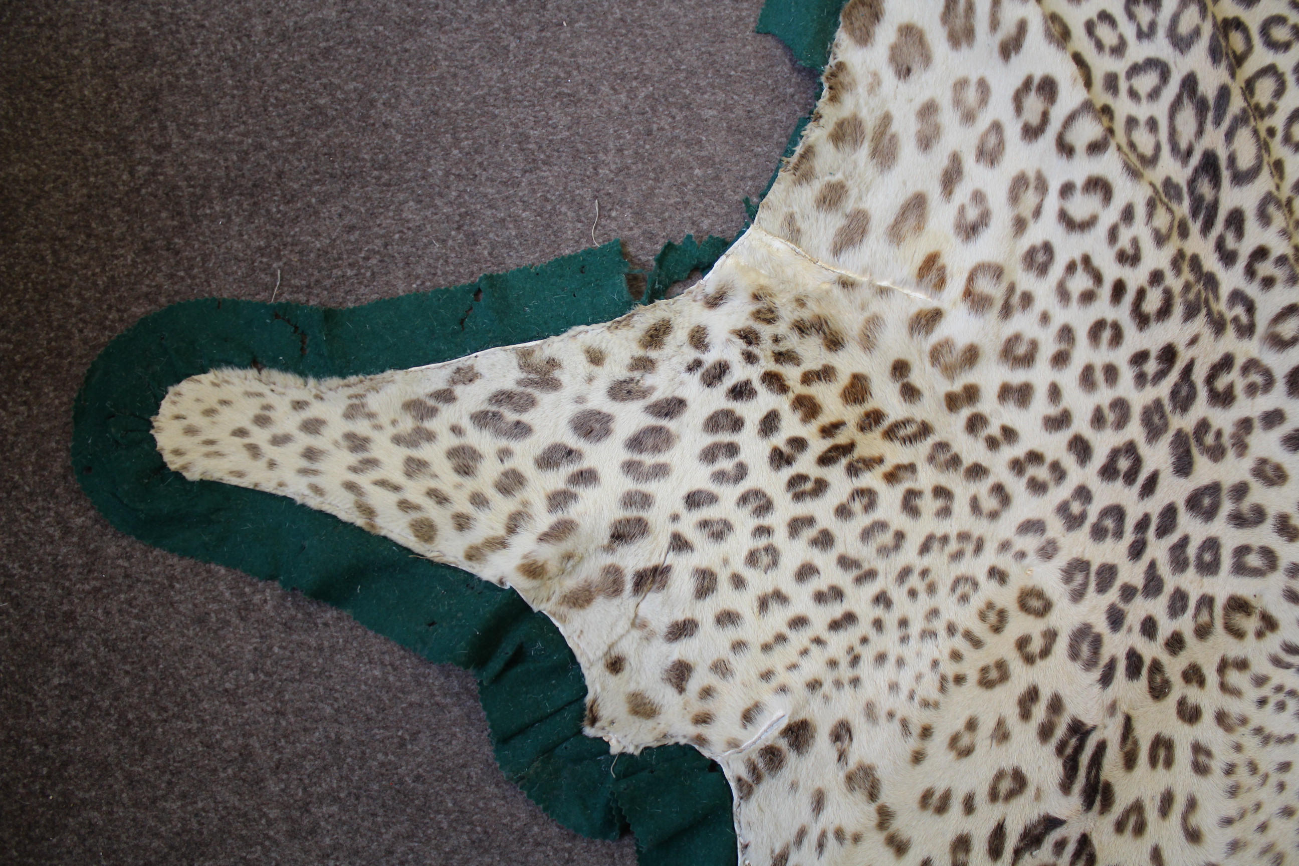 LEOPARD SKIN RUG a Leopard skin rug mounted on a material backing, some damages 247cms long. *This - Image 5 of 11