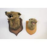 FOX MASK - SPICER & SONS a Fox mask mounted on an oak shield, with the writing E.O.H, Feb 21st,