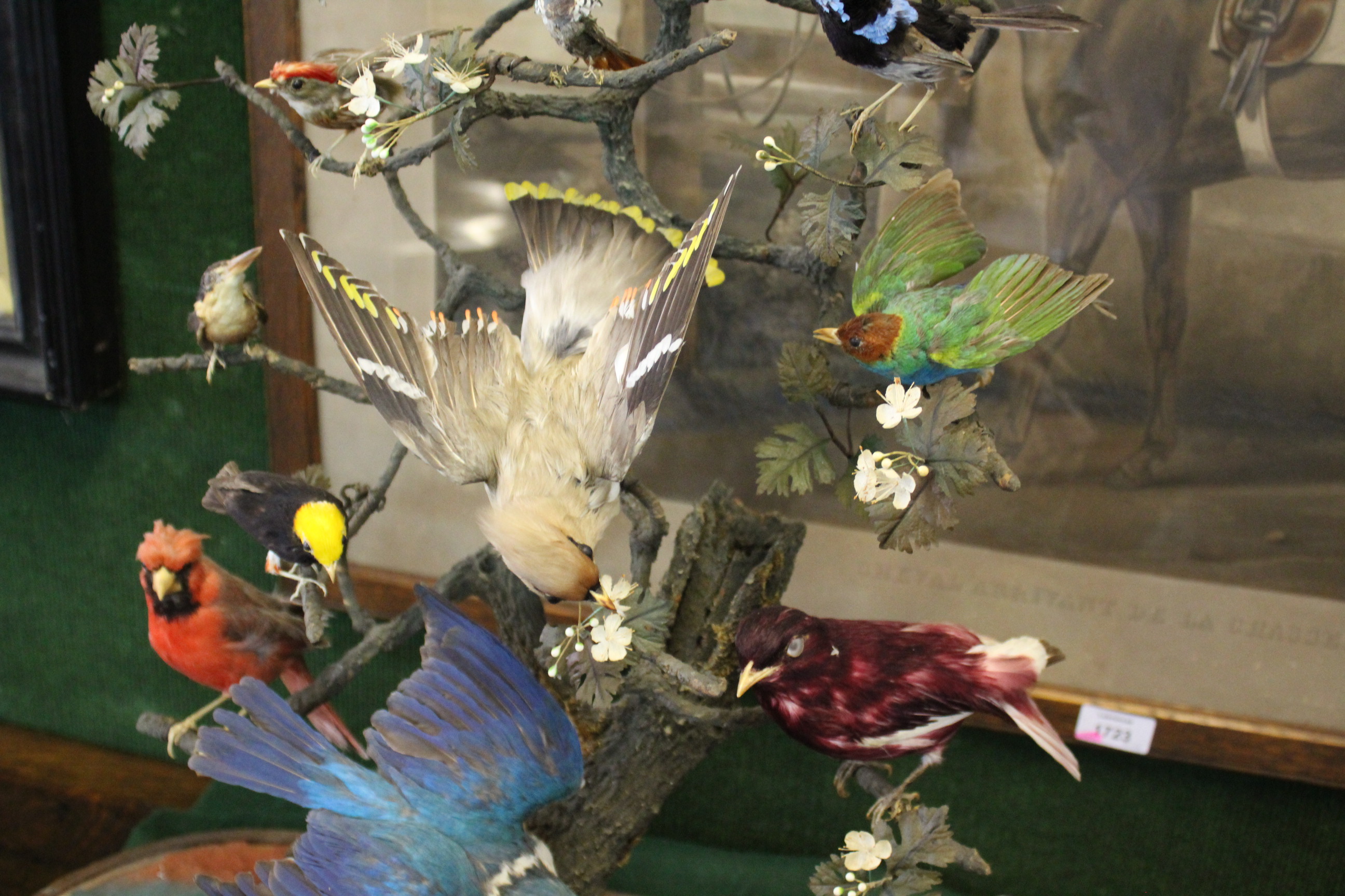 BIRD DIORAMA - GLASS DOME a diorama of various exotic birds mounted on a simulated tree branch. With - Image 5 of 15