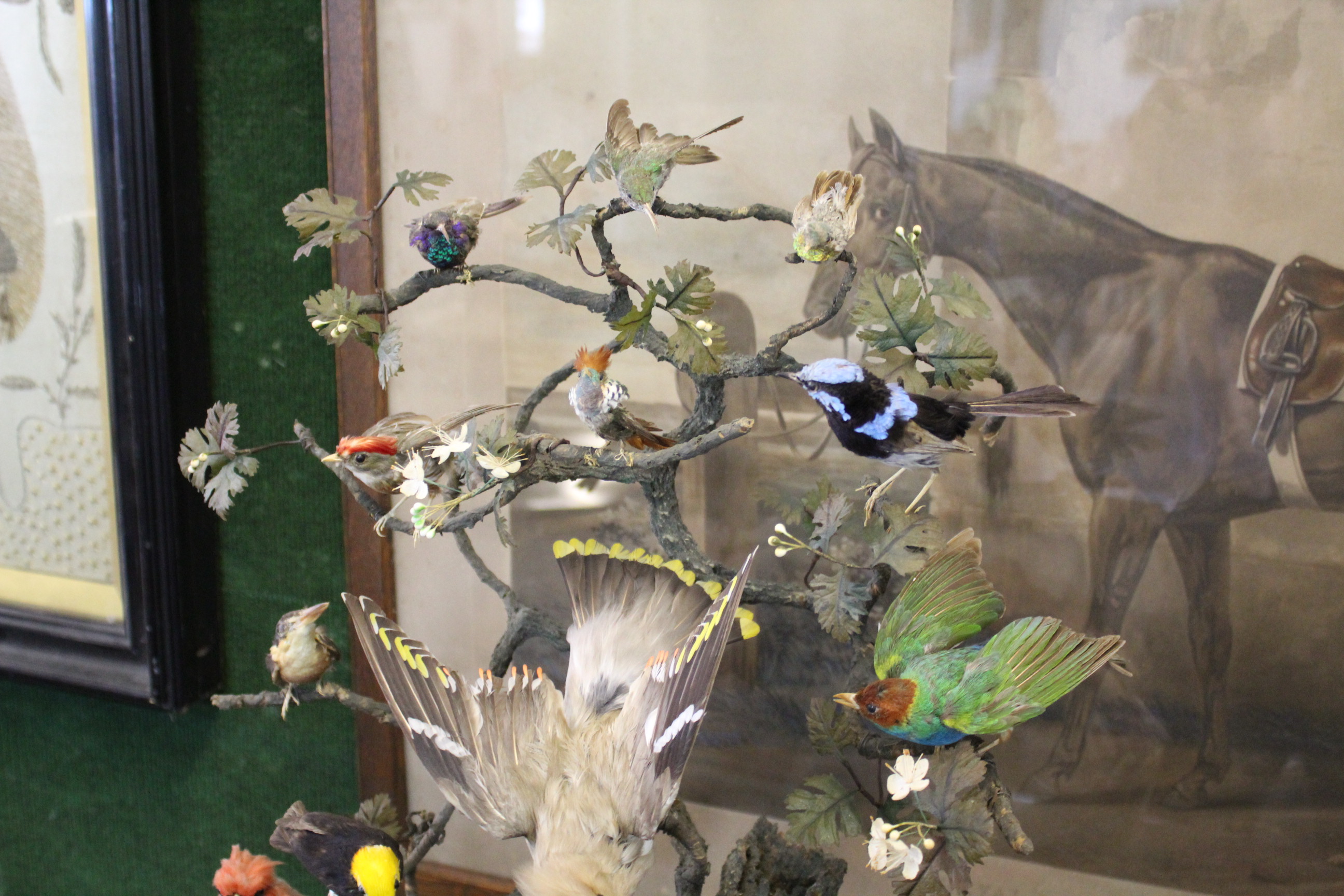 BIRD DIORAMA - GLASS DOME a diorama of various exotic birds mounted on a simulated tree branch. With - Image 4 of 15