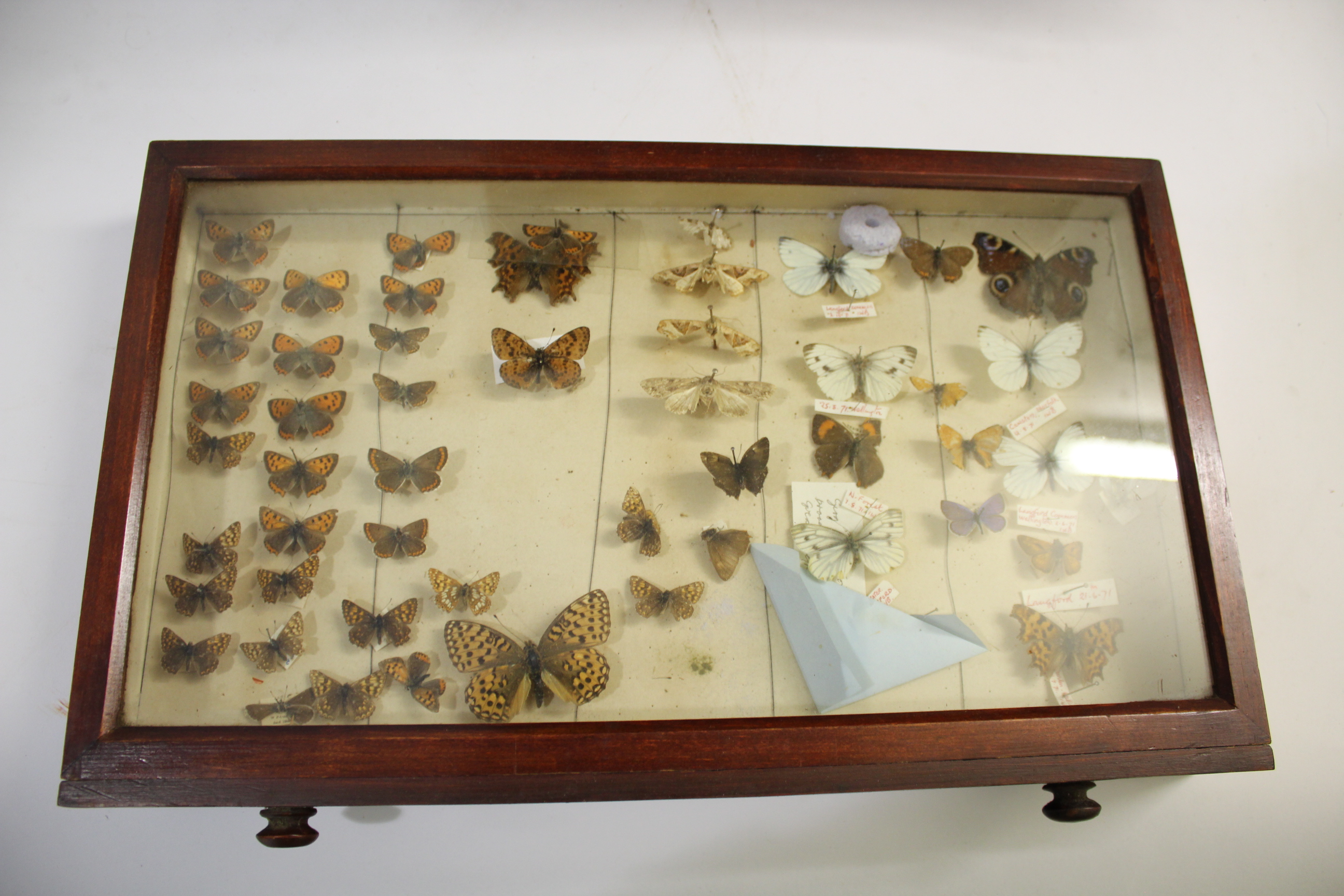 COLLECTORS CABINET & BUTTERFLIES a 8 drawer pine cabinet with various Butterfly and Moth speciemens, - Image 7 of 8