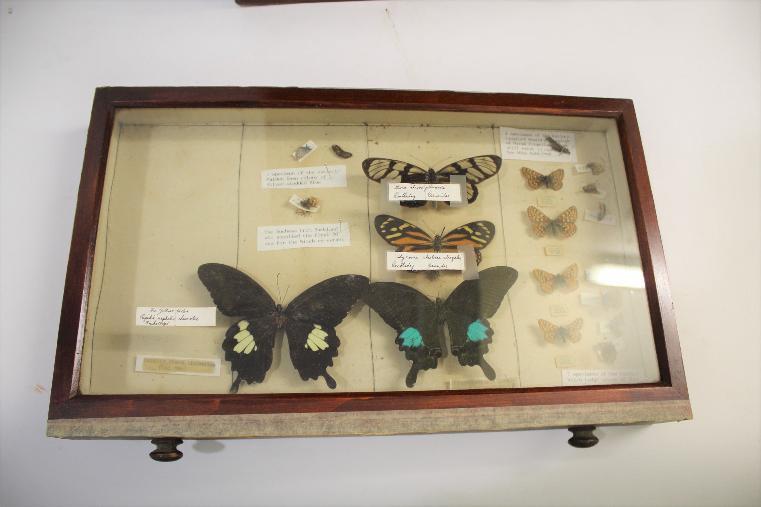 COLLECTORS CABINET & BUTTERFLIES a 8 drawer pine cabinet with various Butterfly and Moth speciemens, - Image 3 of 8