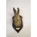 ROWLAND WARD HARE - CHILMARK BEAGLES a Hare mask mounted on an oak shield, with a plaque for The
