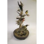 BIRD DIORAMA - GLASS DOME with a variety of exotic birds on a simulated tree branch, with a circular