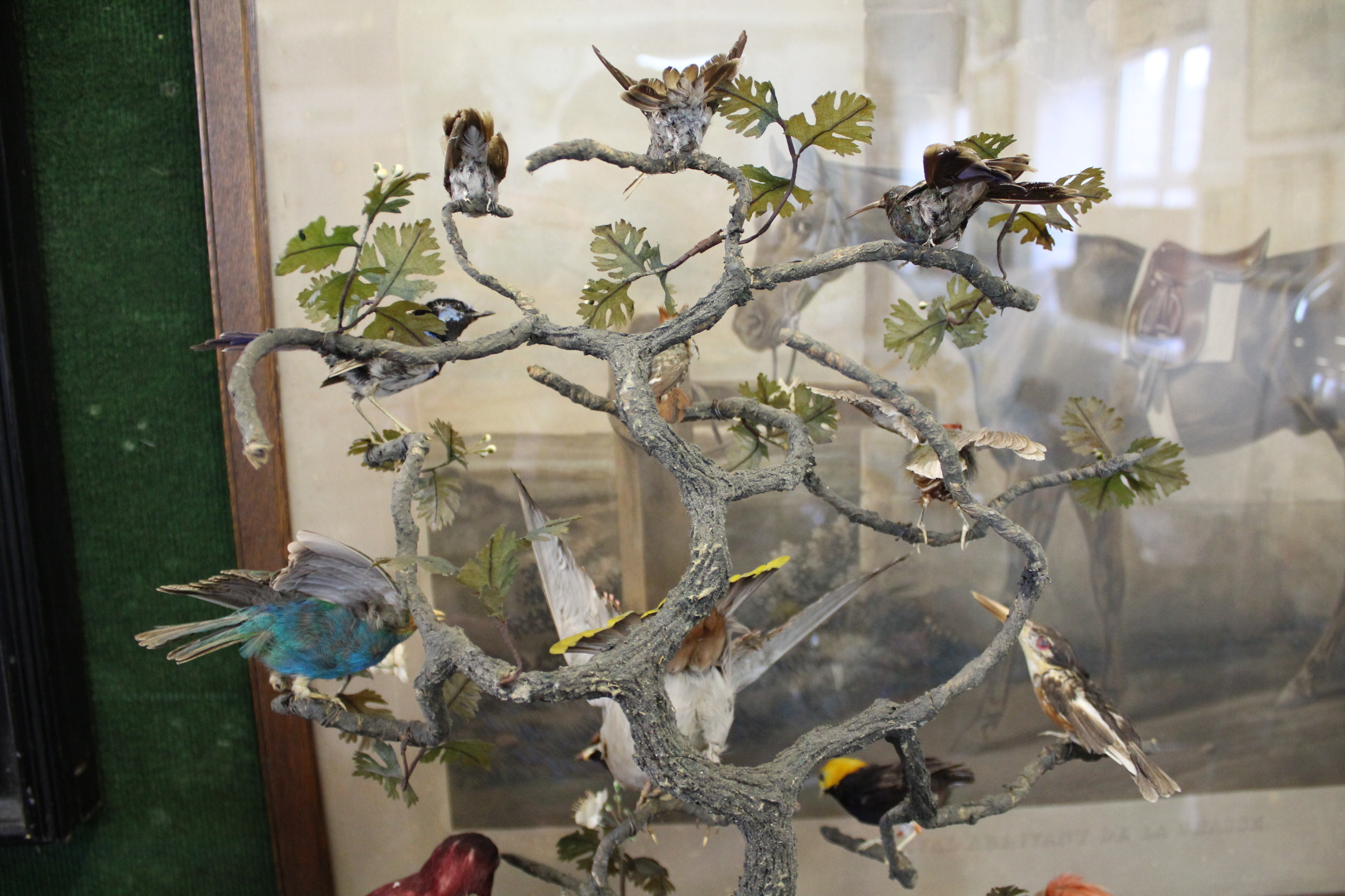 BIRD DIORAMA - GLASS DOME a diorama of various exotic birds mounted on a simulated tree branch. With - Image 11 of 15