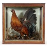 CASED COCKEREL the Cockerel mounted in a naturalist background and in a glazed and wooden case. Also