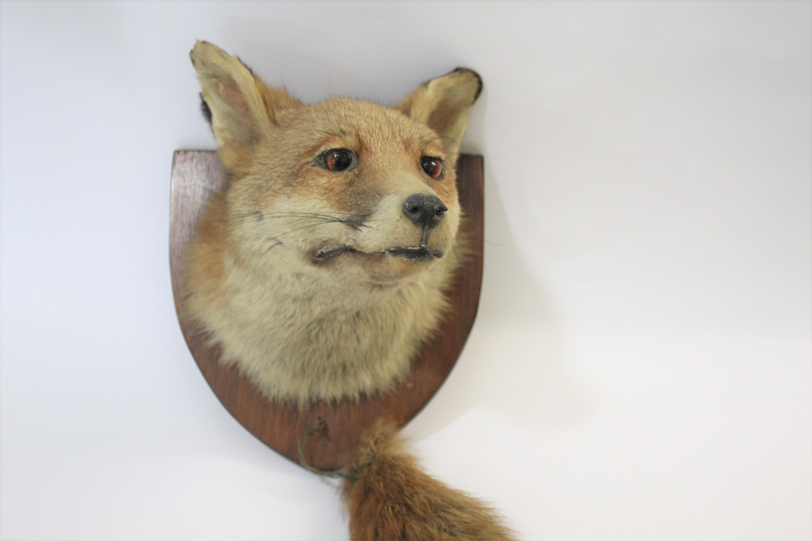 FOX MASK & BRUSH a Fox head mounted on a mahogany shield, and with the brush attached. - Image 2 of 2