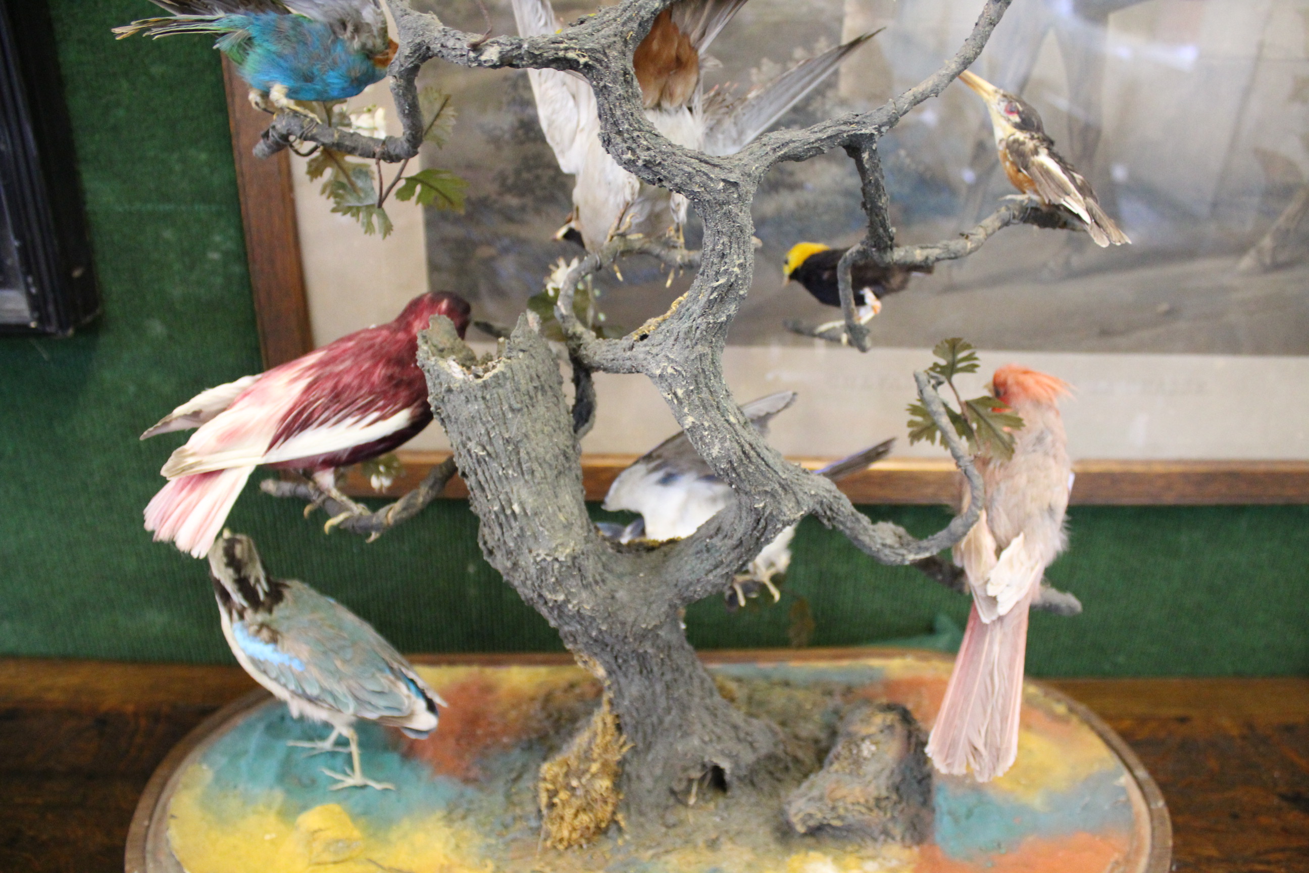 BIRD DIORAMA - GLASS DOME a diorama of various exotic birds mounted on a simulated tree branch. With - Image 10 of 15