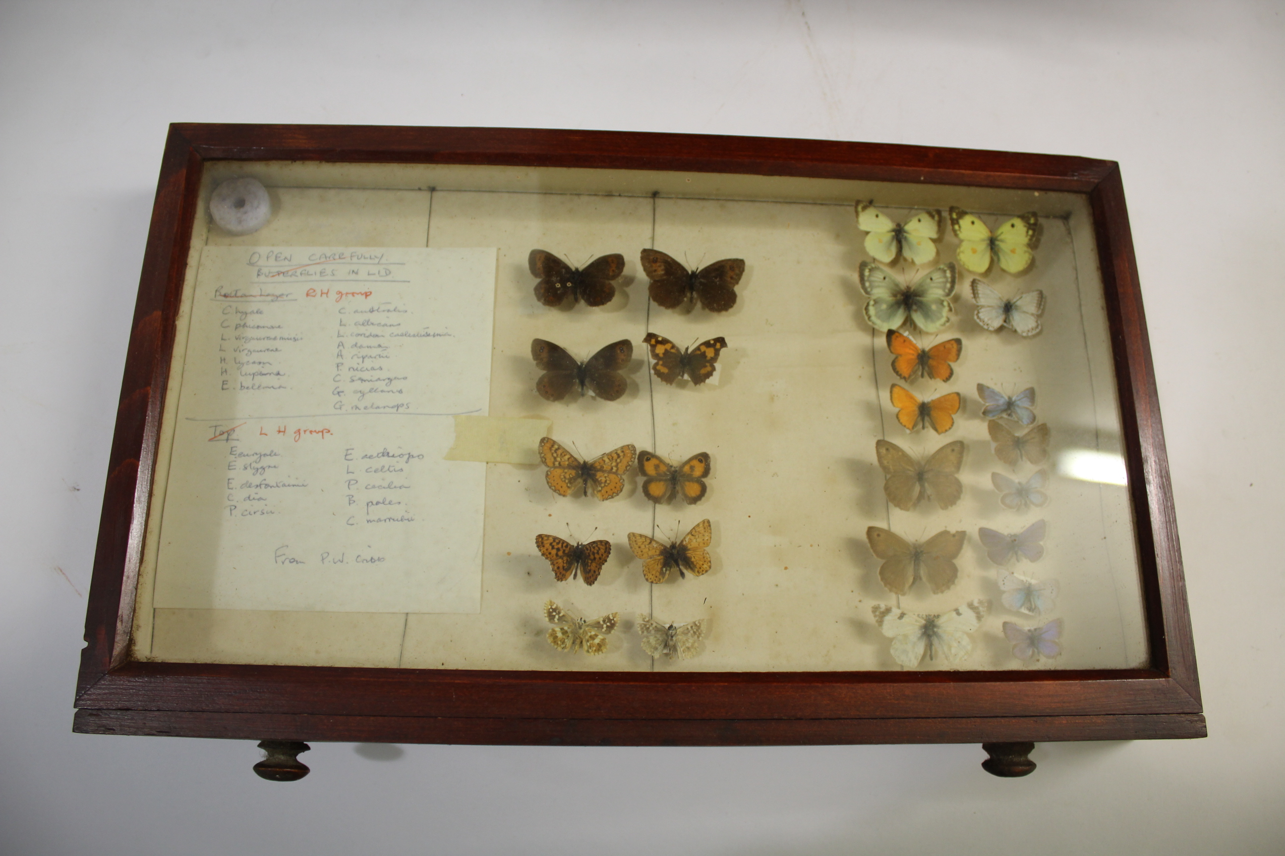 COLLECTORS CABINET & BUTTERFLIES a 8 drawer pine cabinet with various Butterfly and Moth speciemens, - Image 4 of 8