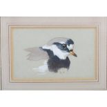 Attributed to Archibald Thorburn (1860-1935) Study of a Dove watercolour, signed with initials 5cm x
