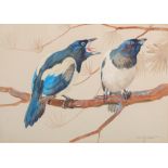 AR Ralston Gudgeon RSW (1910-1984) A pair of magpies watercolour, signed lower right 25cm x 35.5cm