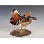 A taxidermy Mandarin Duck, on naturalistic oval plinth, 24.5cm high.