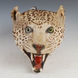 A late 19th century taxidermy Leopards head, with inlaid glass eyes, 32cm high x 23cm wide.