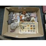 Collection of shells, rocks & fossils