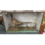 Cased taxidermy pheasant