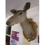 Taxidermy mounted doe