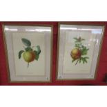 Pair of fruit prints