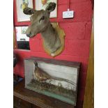 Taxidermy - Cased pheasant & mounted doe