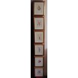 Set of six framed botanical prints